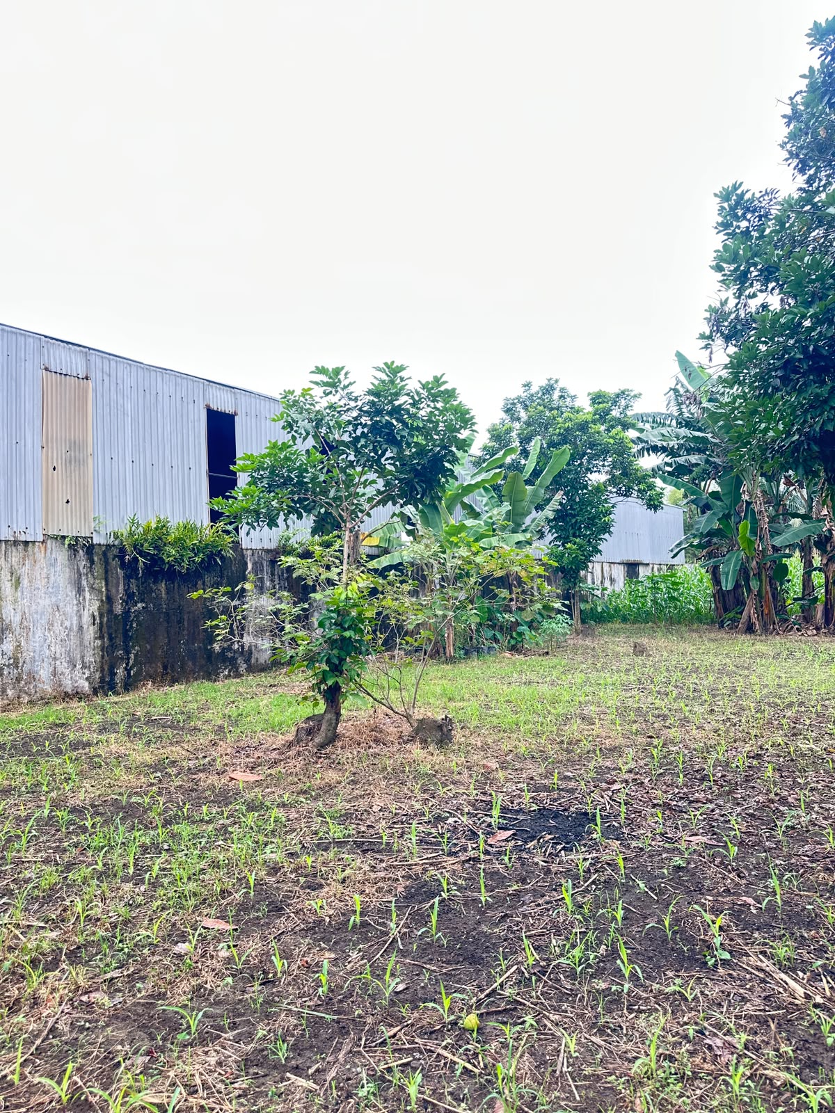 Tanah dan rumah dijual Jl. Yos Sudarso, Cengkeh Turi, Binjai Utara