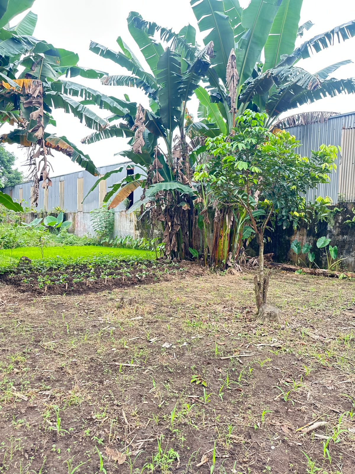 Luas t 3 Tanah dan rumah dijual Jl. Yos Sudarso, Cengkeh Turi, Binjai Utara